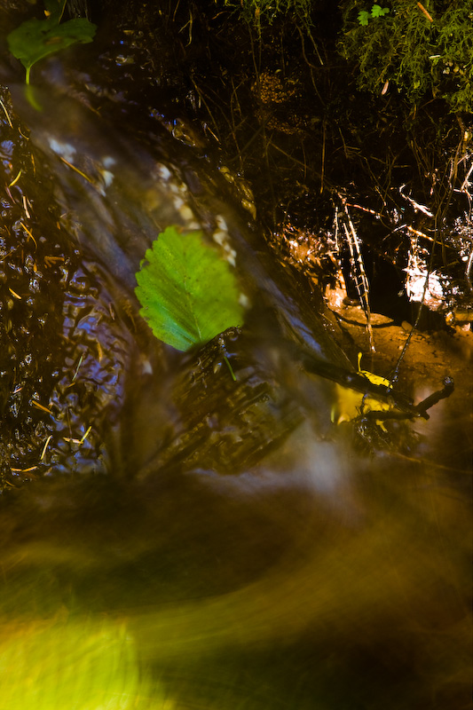 Leaf In Stream